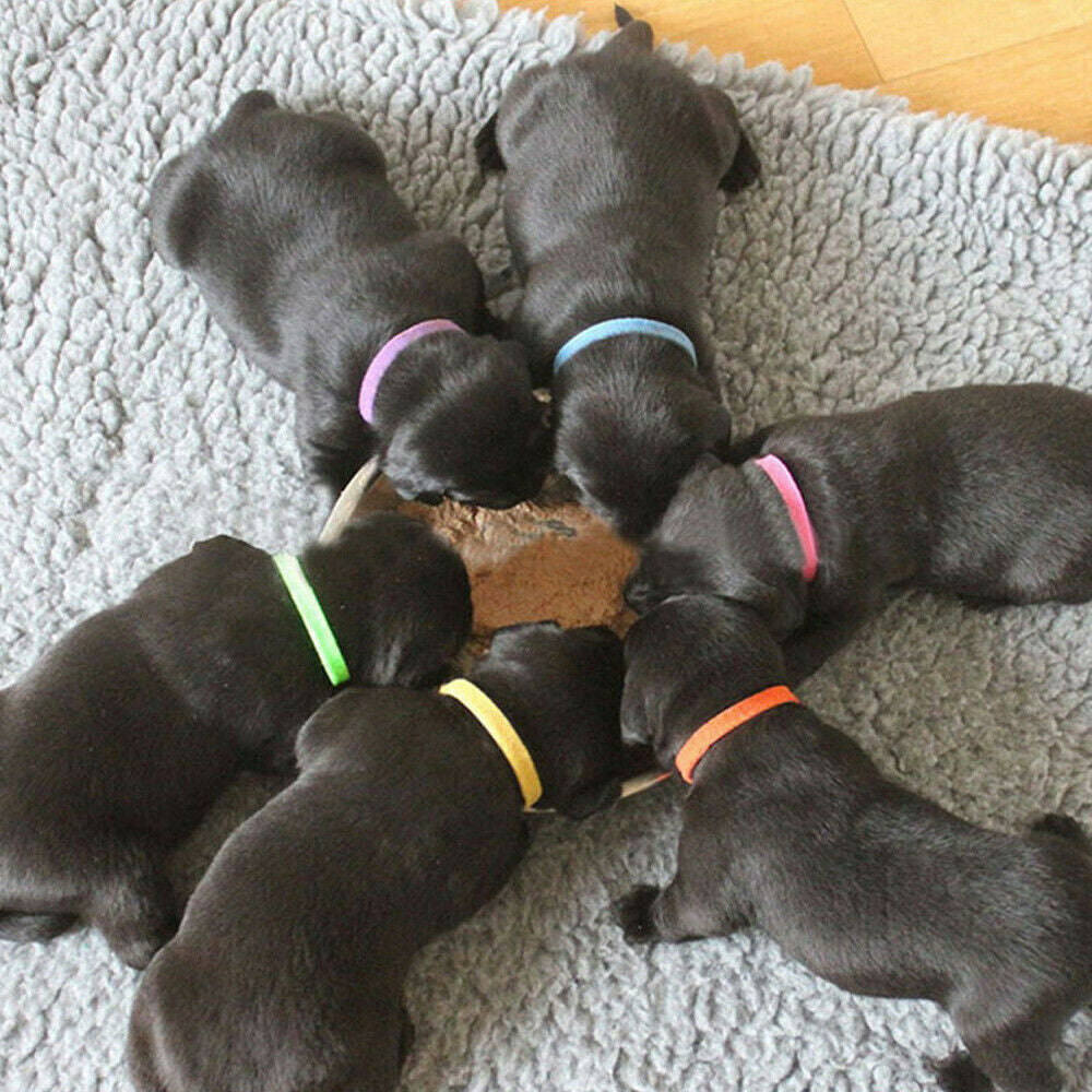 NEW 12 Colours Whelping ID Bands Pet Puppy Kitten Identification Collar Tags