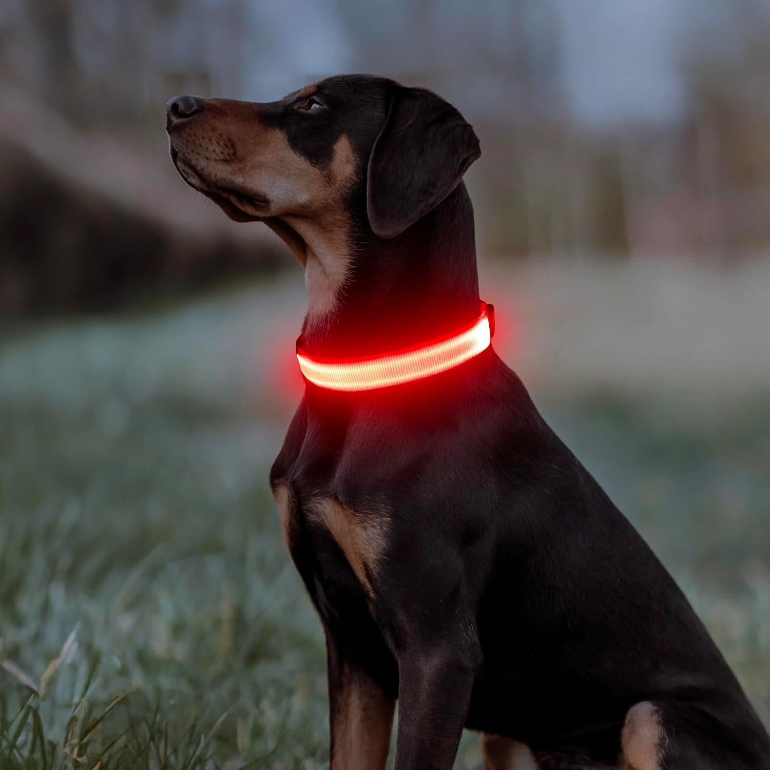 Light up Dog Collar - USB Rechargeable LED Dog Collar Glow in the Dark, Adjustable Pet Collar Light for Night Walking (Red, Medium)