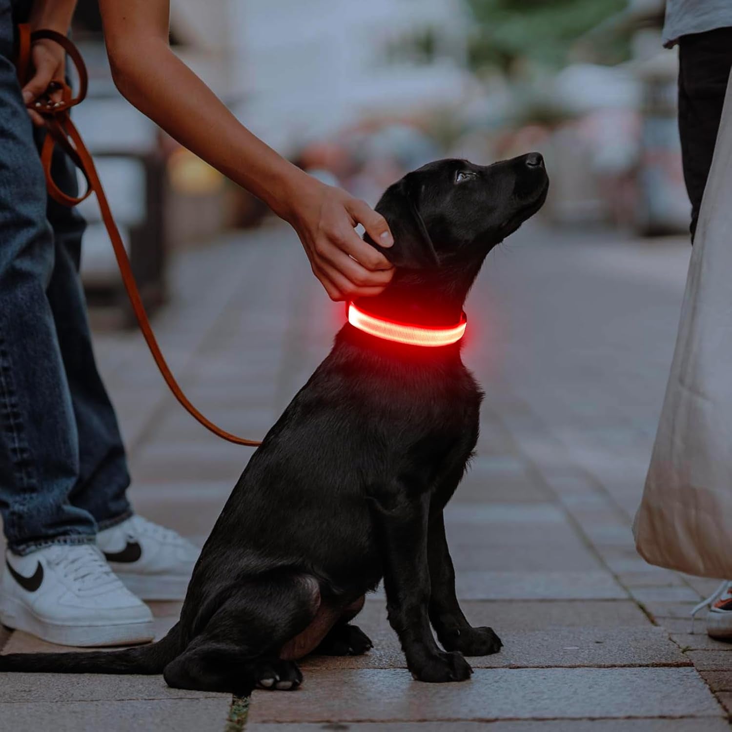 Light up Dog Collar - USB Rechargeable LED Dog Collar Glow in the Dark, Adjustable Pet Collar Light for Night Walking (Red, Medium)