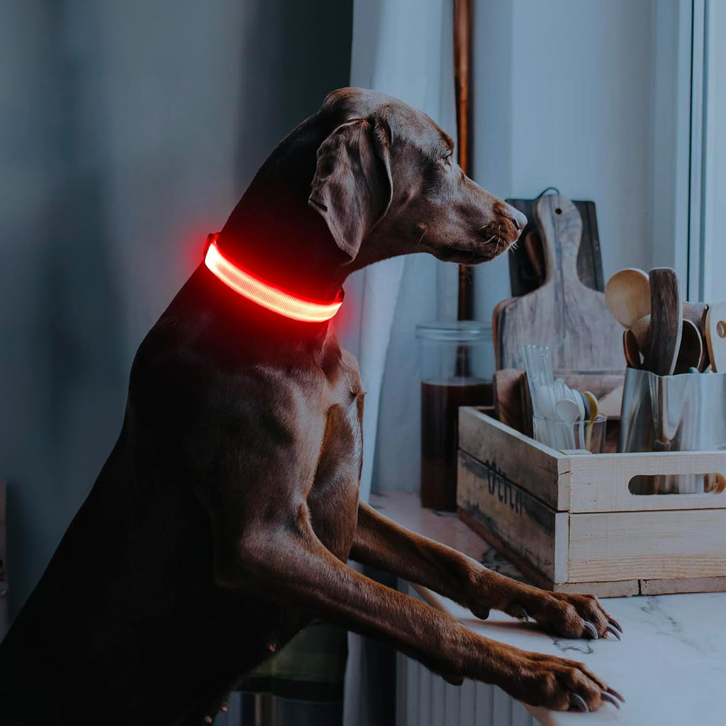 Light up Dog Collar - USB Rechargeable LED Dog Collar Glow in the Dark, Adjustable Pet Collar Light for Night Walking (Red, Medium)
