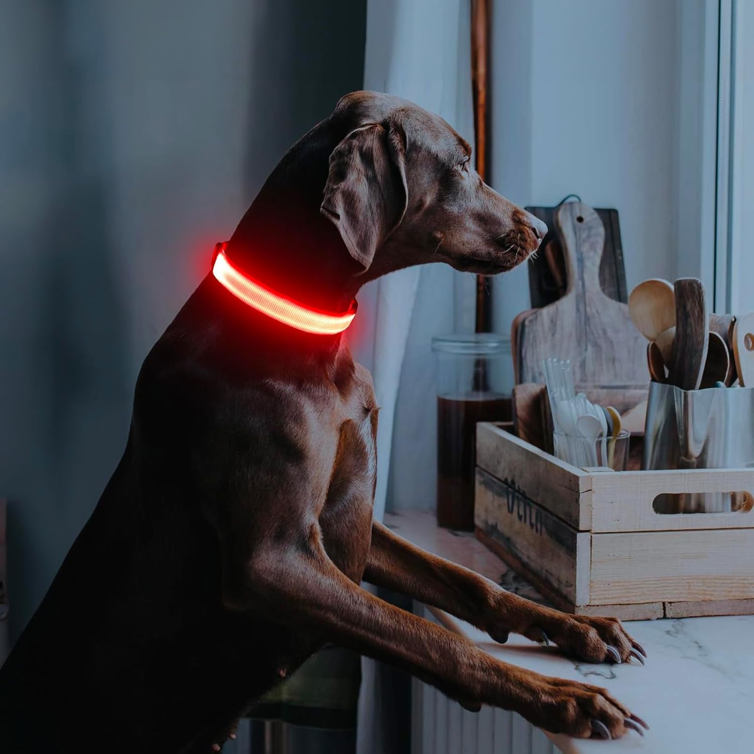 Light up Dog Collar - USB Rechargeable LED Dog Collar Glow in the Dark, Adjustable Pet Collar Light for Night Walking (Red, Medium)